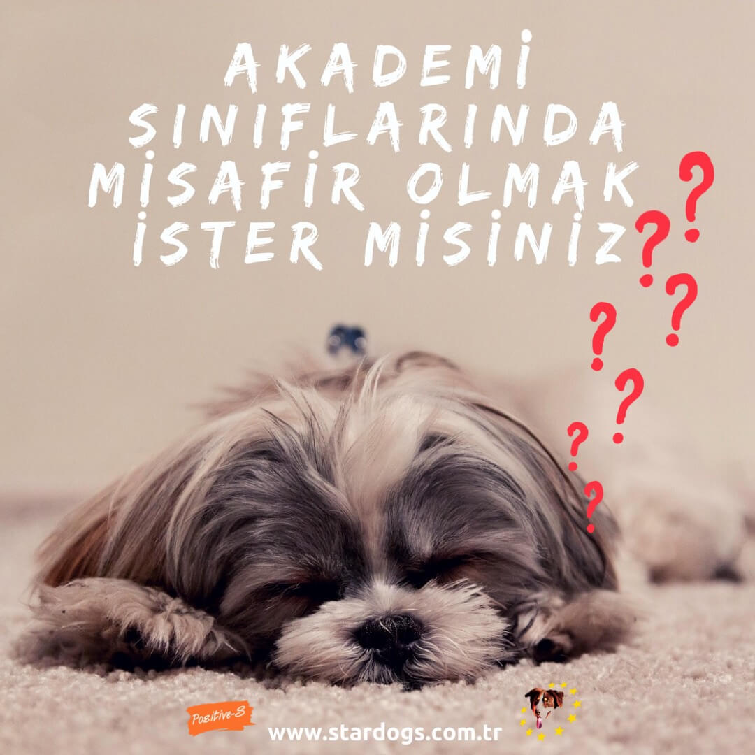 StarDogs Türkiye Akademi Sınıflarına Misafir Köpek