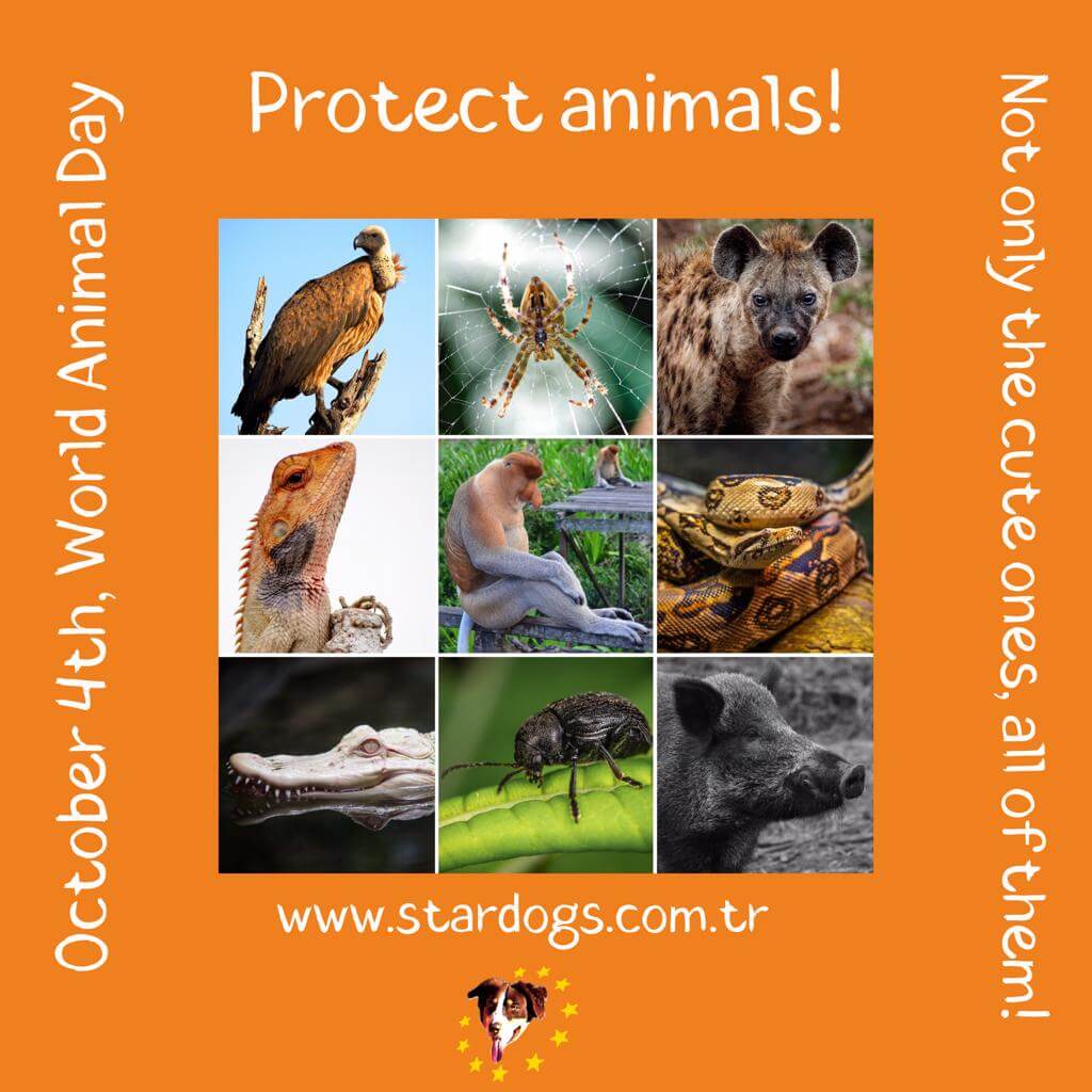 4 Ekim Hayvanları Koruma Günü - StarDogs
