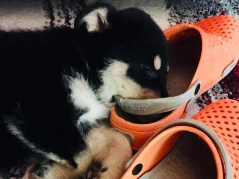 Köpek Sahiplenmeden Önce Neler Hesaba Katılmalıdır?