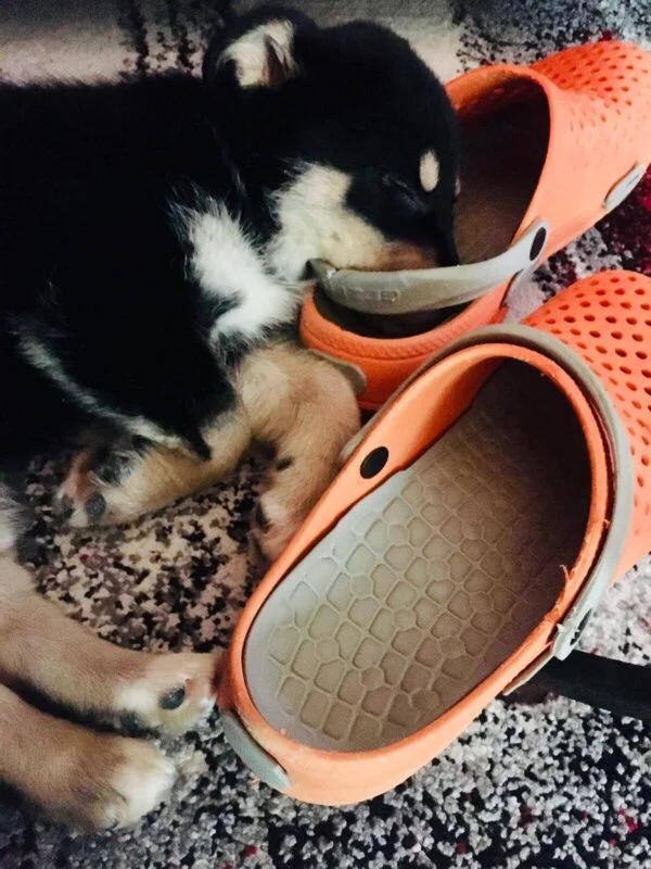 Köpek Sahiplenmeden Önce Neler Hesaba Katılmalıdır?