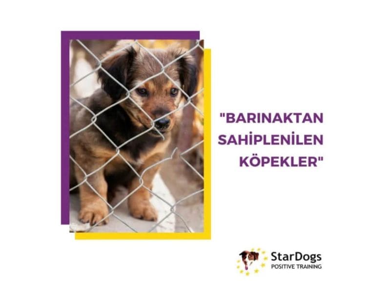 Barınaktan Sahiplenilen Köpekler
