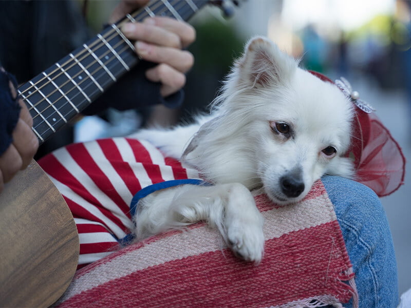 Köpekler İçin Müzik Ve Müzik Terapi