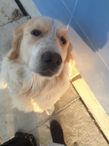 Canan Soysal - StarDogs