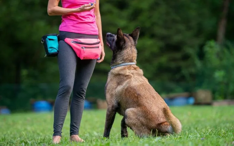 Köpek Eğitmeni Yetiştirme Programı