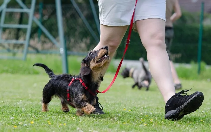 Köpek Eğitimi Programı