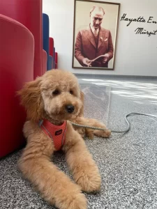 Meleknur Çınar - StarDogs