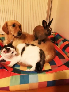 Orkun Günen - StarDogs