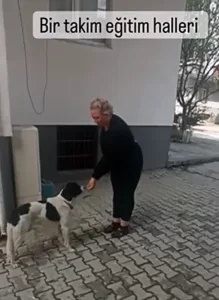 Özlem Baltacı - StarDogs