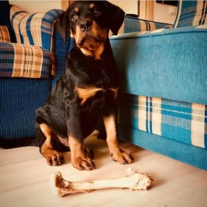 Serhat Duykulu - StarDogs