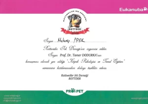 StarDogs Türkiye Referanslar