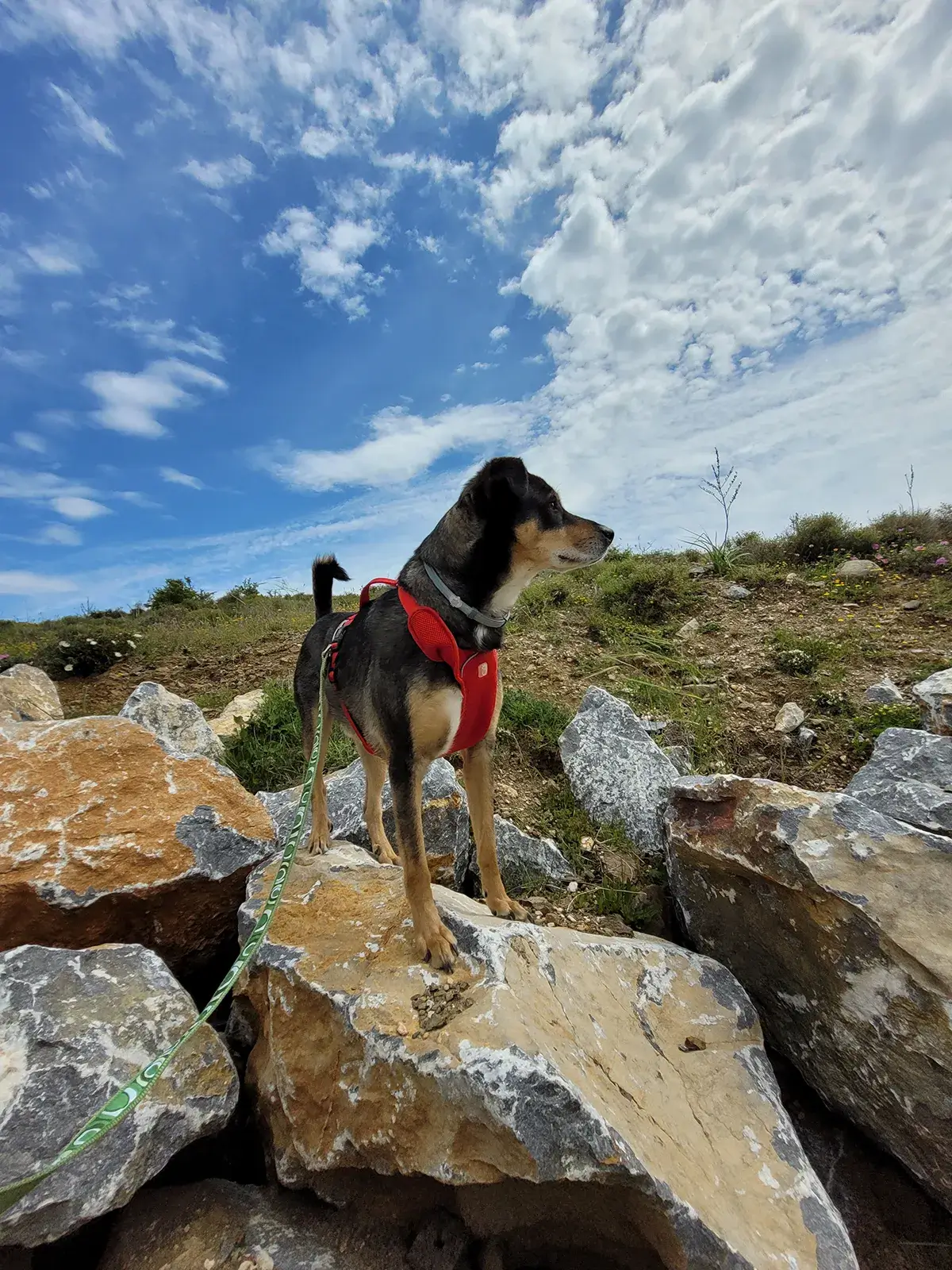 Berat Nur Kartal - StarDogs