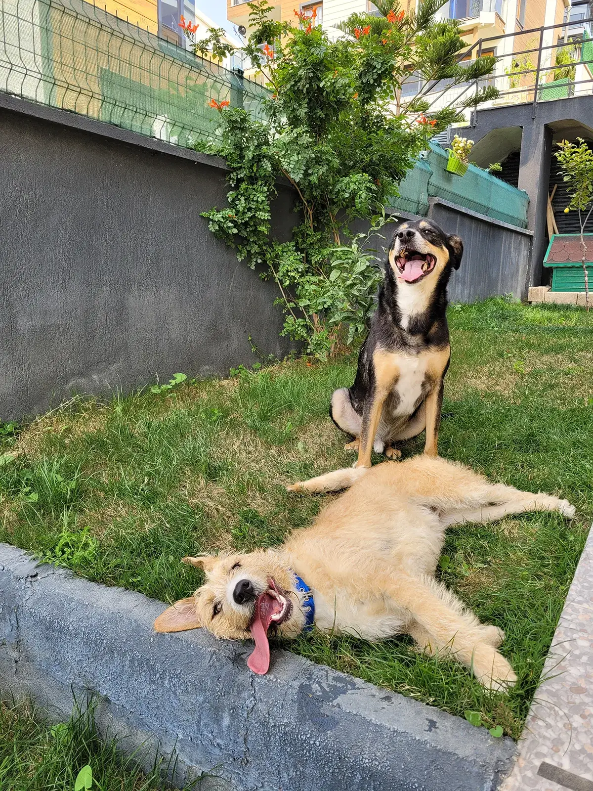 Berat Nur Kartal - StarDogs