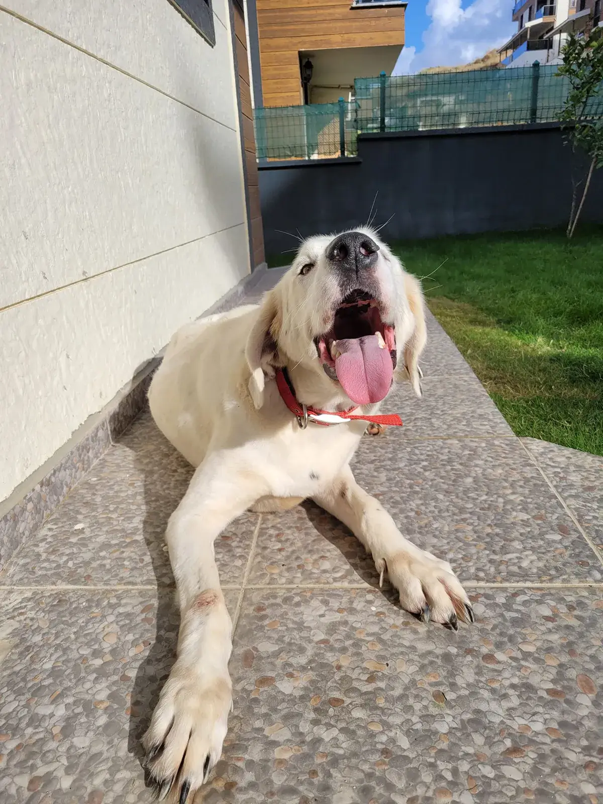 Berat Nur Kartal - StarDogs