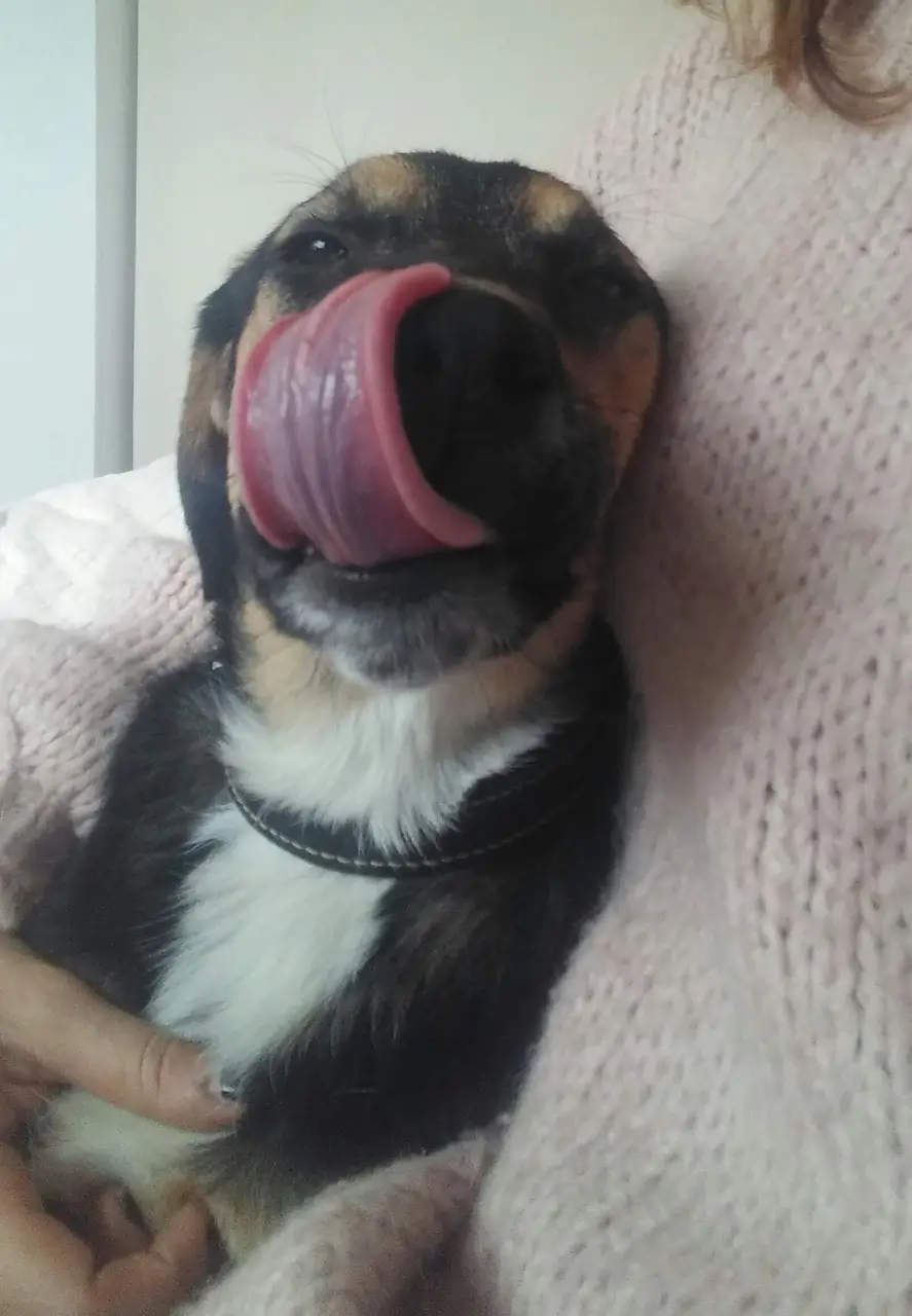 Travmalı Köpekleri Sahiplenmek - StarDogs