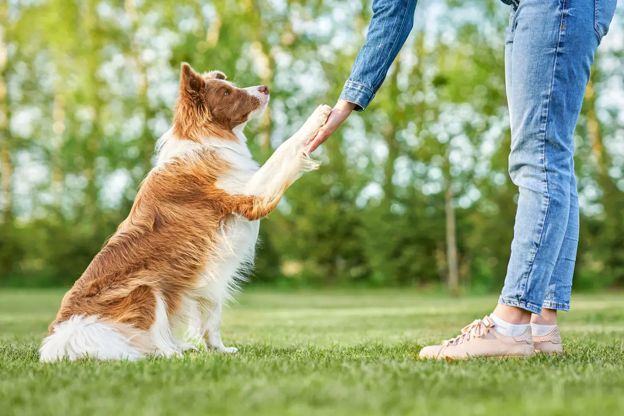 Türkiye’de Köpek Eğitmeni Olmak
