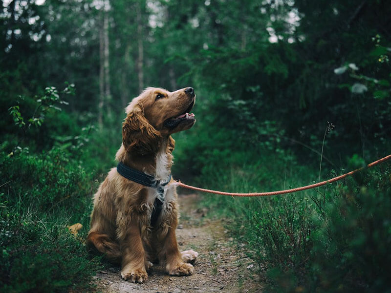 Köpek Sahipliğinin Sağlığa Katkıları