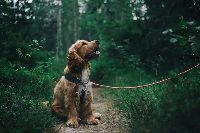 Köpek Sahipliğinin Sağlığa Katkıları
