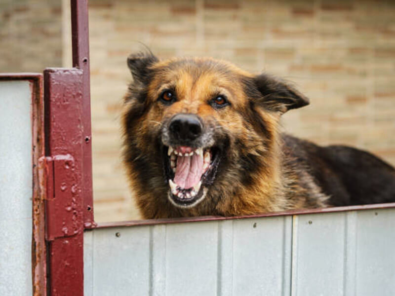 Yaşasın, köpeğim bana hırladı!
