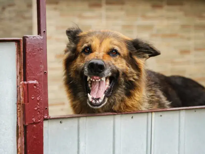 Yaşasın, köpeğim bana hırladı!