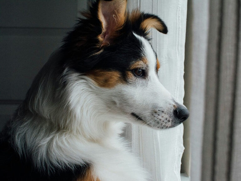 Düşünen Köpek