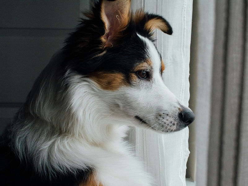 Düşünen Köpek