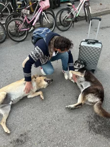 Sinan Dülgeroğlu - StarDogs